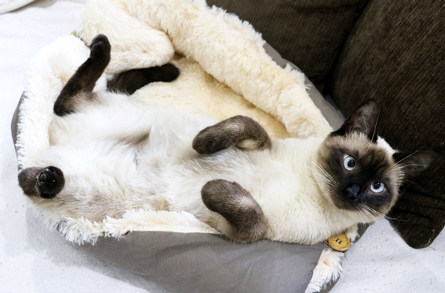 A Guide to Cat Enrichment Fun and Effective Ways to Stimulate Your Ca