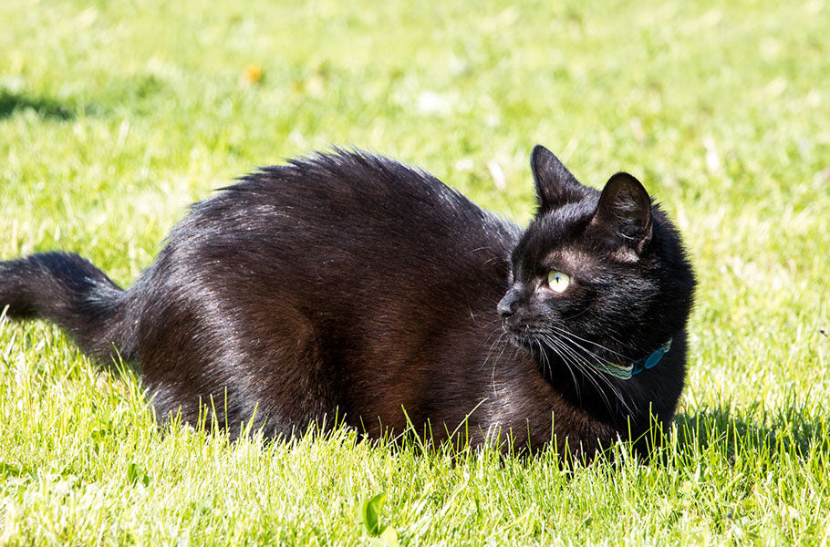Cat Gardening: Creating a Cat-Friendly Garden to Keep Your Kitty Happy and Safe