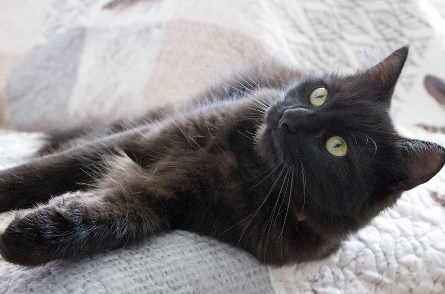 Do Cats Get Bored? How to Ensure Your Cat's Mental and Physical Stimul