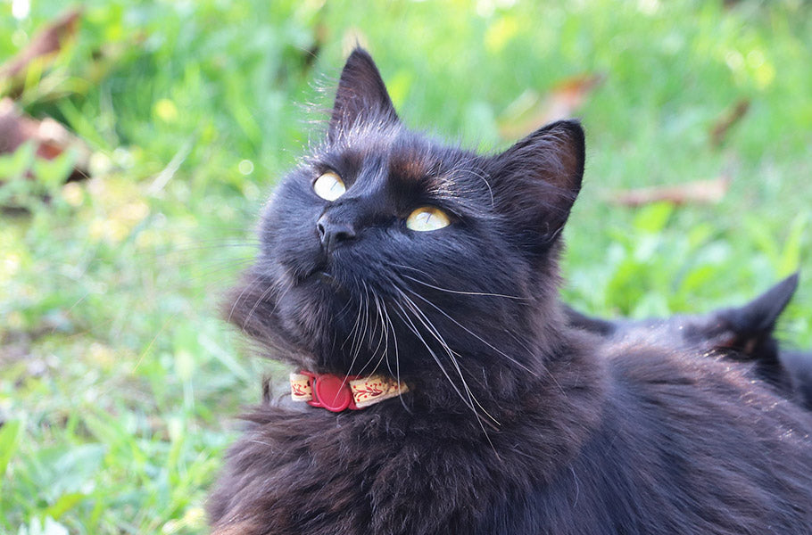 Feline ESP: Exploring the Science Behind Cat's Extraordinary Intuition