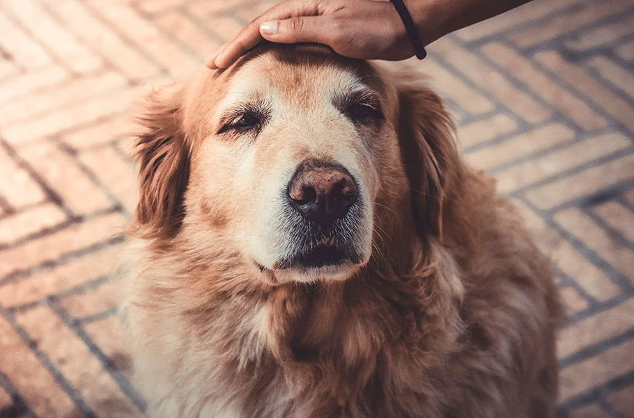 The Magic of Senior Dogs: Celebrating the Joys and Challenges of Aging Canine Companions