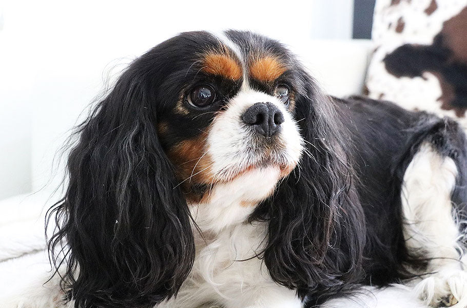 How long is too long to leave a dog alone at home? Pettsie