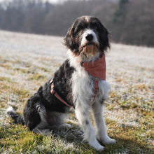 Pettsie Dog Collar & Bandana & Matching Friendship Bracelet, 3 adjustable sizes