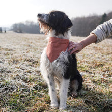 Pettsie Dog Collar & Bandana & Matching Friendship Bracelet, 3 adjustable sizes