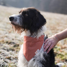 Pettsie Dog Collar & Bandana & Matching Friendship Bracelet, 3 adjustable sizes