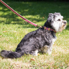 pettsie-dog-leash-natural-sturdy-hemp-5-ft-long-walk