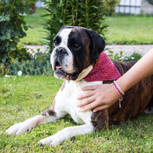 Pettsie Heart Dog Collar & Bandana & Matching Friendship Bracelet, 3 adjustable sizes