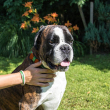 pettsie-green-dog-collar-hemp-bow-tie-friendship-bracelet-benefits-karpi