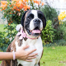 Dog collar with bow tie & matching friendship bracelet, pet-friendly hemp, strong D-ring
