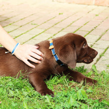 pettsie-blue-dog-collar-bow-tie-friendship-bracelet-easy-adjustable