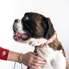 pettsie-natural-dog-collar-friendship-bracelet-canine