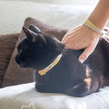 pettsie-yellow-cat-collar-friendship-bracelet-gift-edi-2