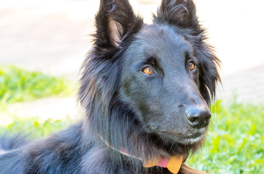 7 simple ways to get rid of fleas on your dog naturally