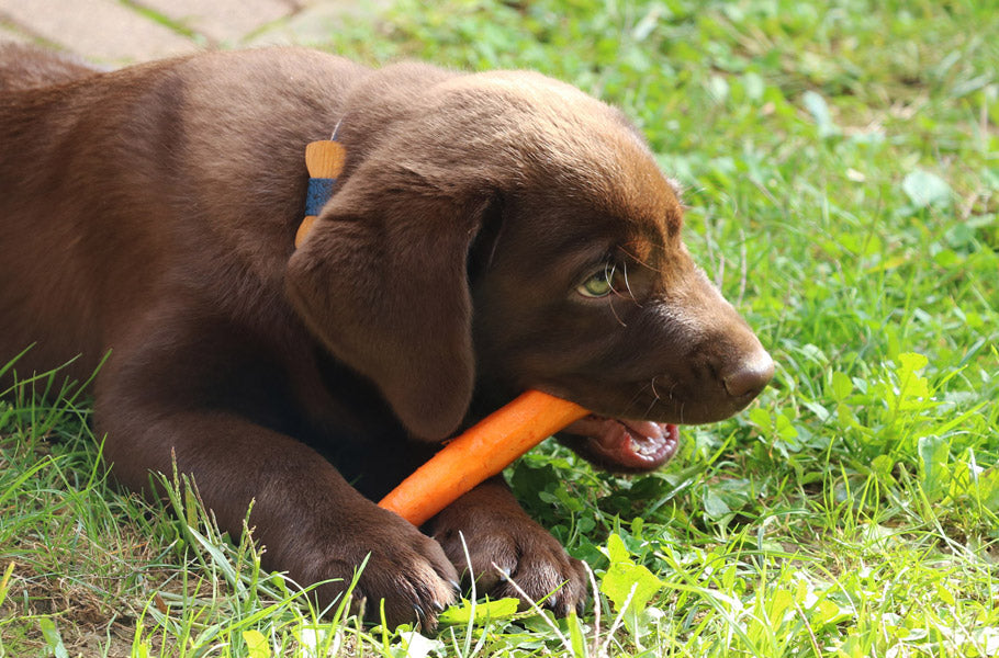5 healthy and yummy ingredients that will keep your puppy happy