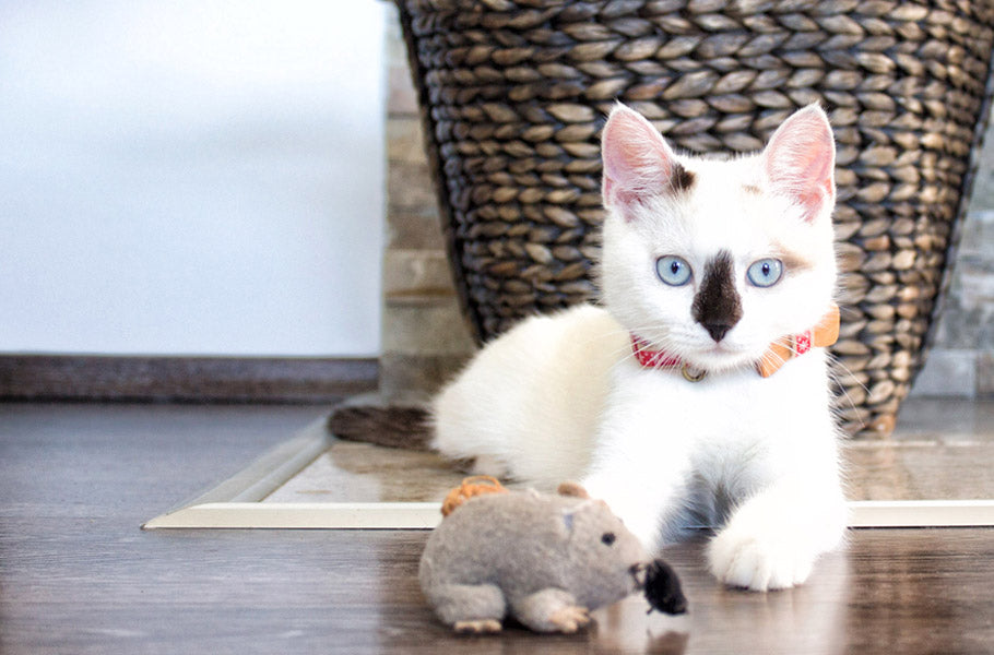 7 reasons why your cat brings you gifts
