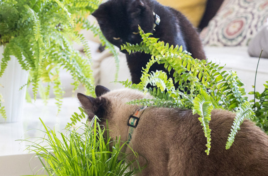 8 Alternative Medicine Treatments For Cats