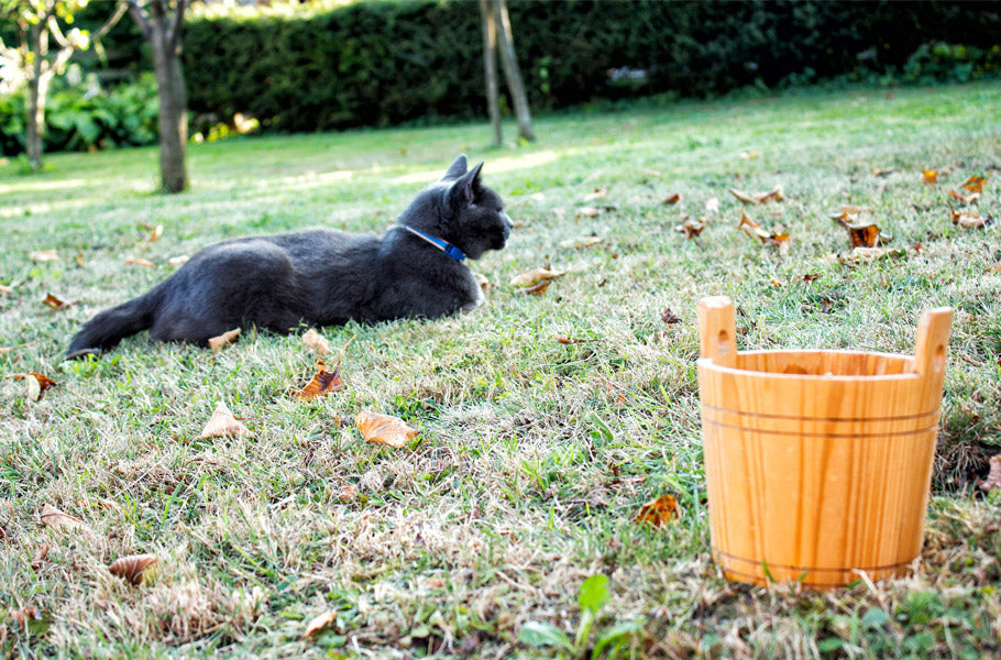 9 ways how to prevent kidney disease in cats