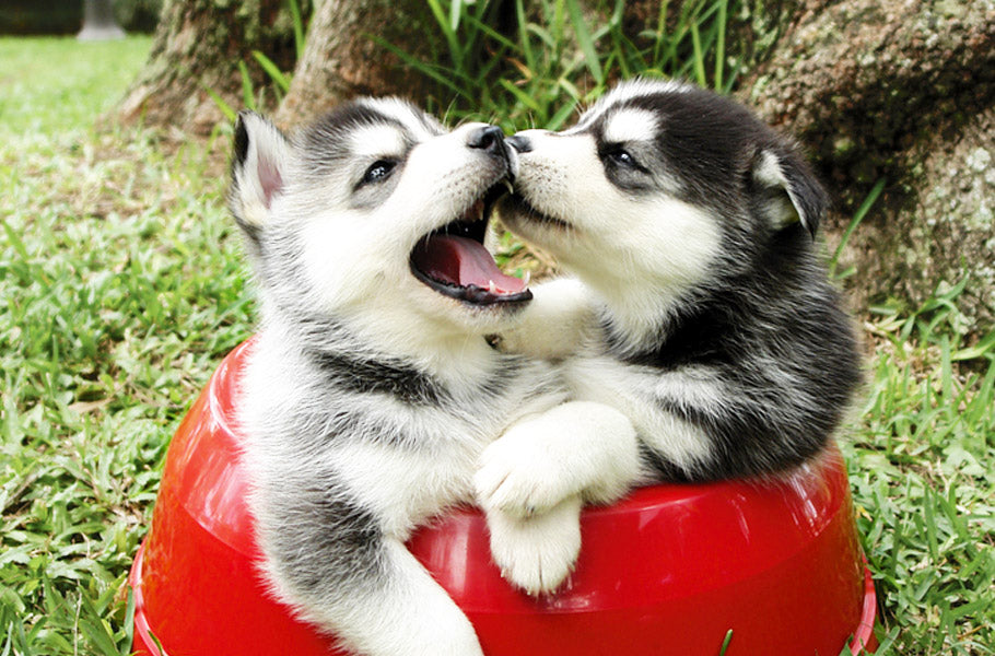 Complete Guide: 9 Alternative Medicine Treatments for Dogs