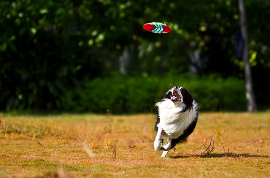 Overweight dogs: 11 easy ways to exercise your dog