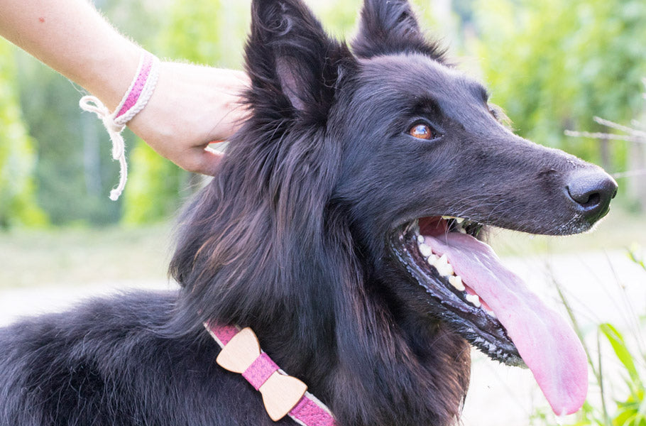 10 best ways to clean-up your beloved pup’s teeth without irritating him