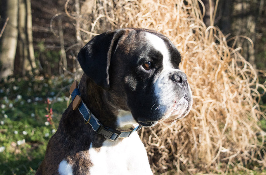 13 ways to add more joy to your dog’s life