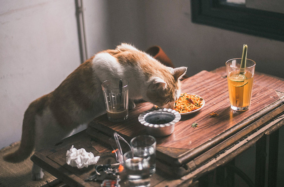 5 human foods you should never feed your cat (and some healthy alternatives)