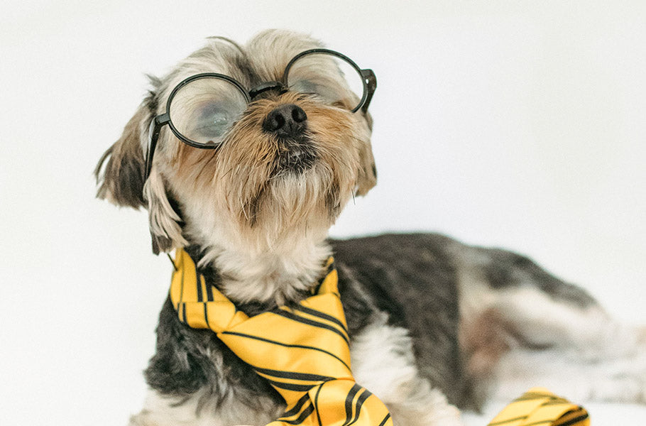 Barkonomics: How Dogs Influence Household Spending and Economic Trends