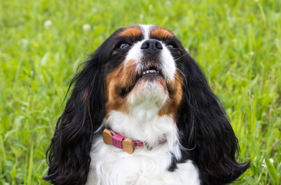 Can Dogs Sense Natural Disasters Before They Happen?