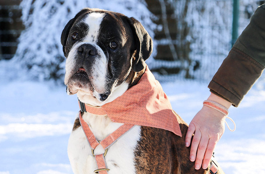 Canine Communication: Decoding Your Dog's Body Language and Vocal Cues