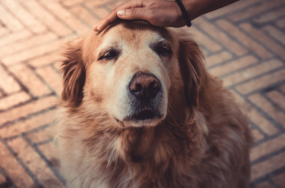 Canine Dementia: What You Need to Know About Your Dog's Cognitive Health