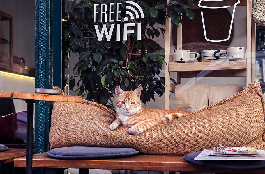 Cat Cafés Around the World: A Guide to Sipping Coffee with Furry Friends