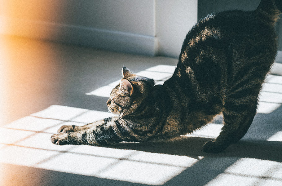 Cat Yoga: How to Incorporate Your Feline Friend into Your Practice
