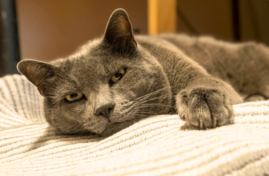 Cats in Pain: How to Recognize Subtle Signs of Discomfort Before It’s Too Late