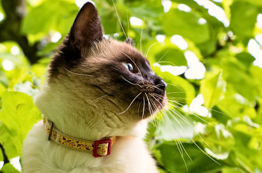Cats &amp; the Climate Crisis: How Eco-Conscious Cat Owners Can Make a Difference