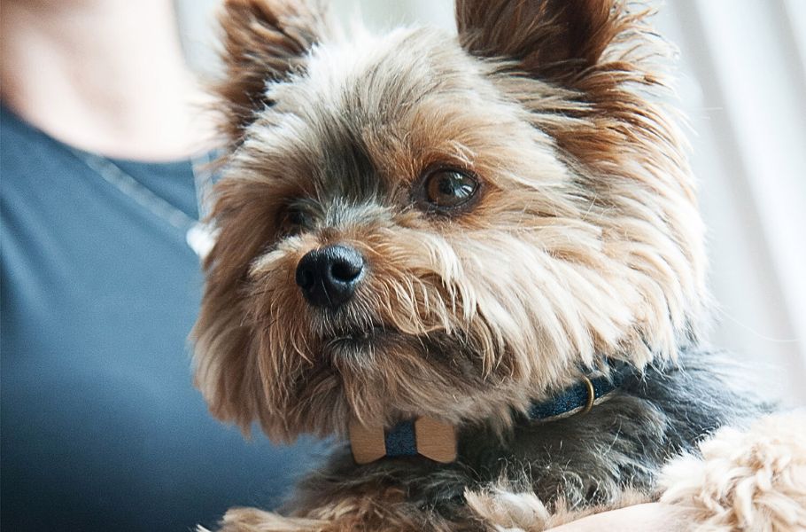 How to Build a Dog “Zen Den”: Creating a Calm Retreat for Anxious or Overstimulated Pups