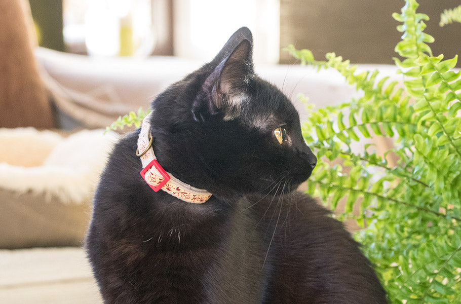 Do Cats Get Jealous? Understanding Feline Jealousy and How to Manage It