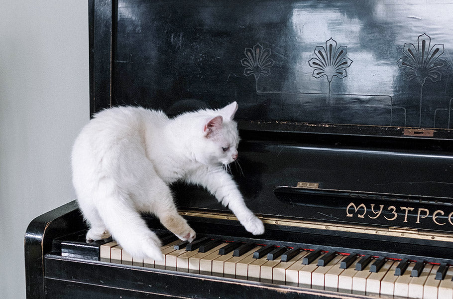 Do Cats Like Classical Music and How Can It Help With Anxiety? Pettsie