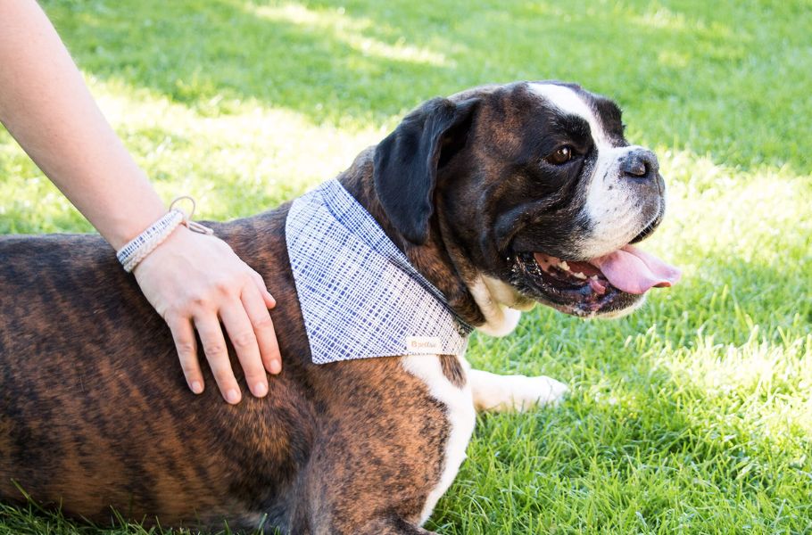 Dog-Proofing Your World: How to Make Smart Home Purchases to Avoid Canine Hazards