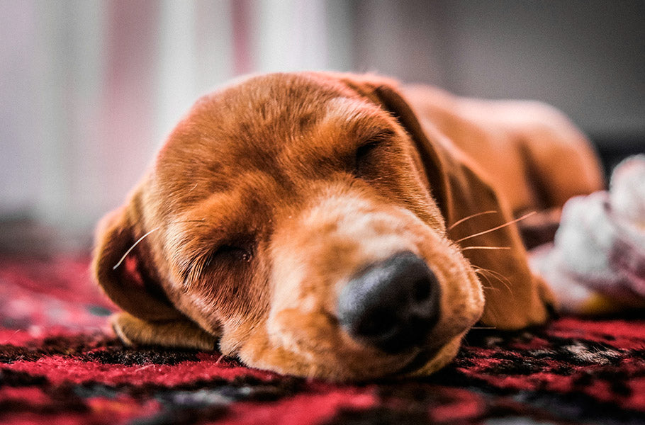 Doggie Daydreams: Investigating the Science Behind Dogs' Imaginative Processes
