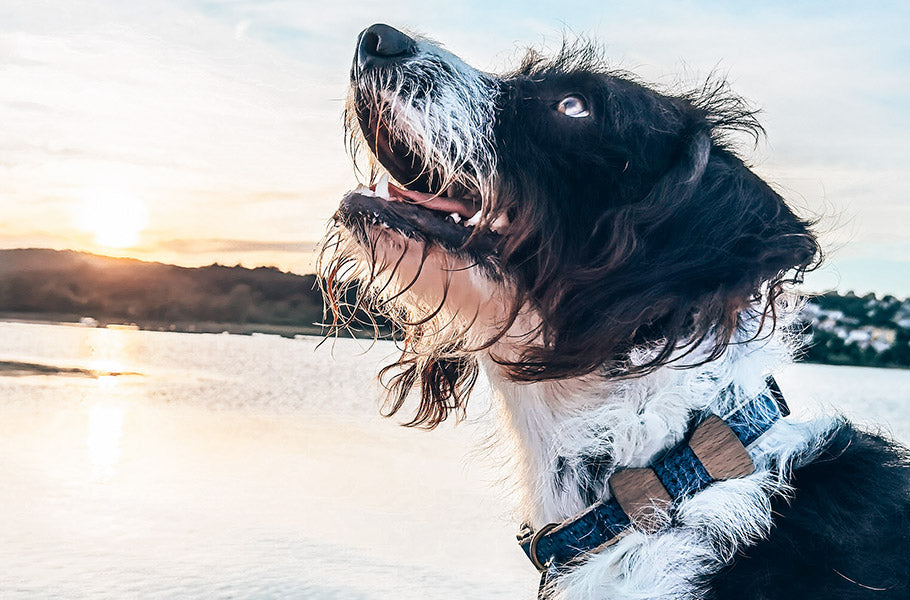 Doggy Dental Care 101: How to Maintain Your Canine's Oral Health