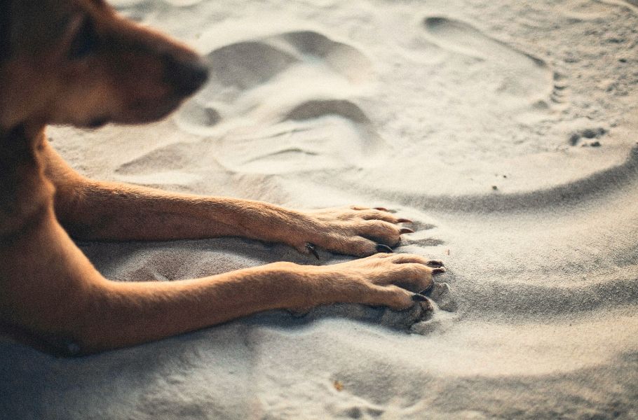 Dogs & Surface Anxiety: Why Paw Pads Hate Ice, Sand, or Gravel—and How to Protect Them