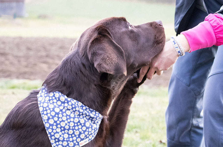 Dogs and Separation Anxiety: Understanding Why Dogs Hate Being Alone and How to Help Them Cope