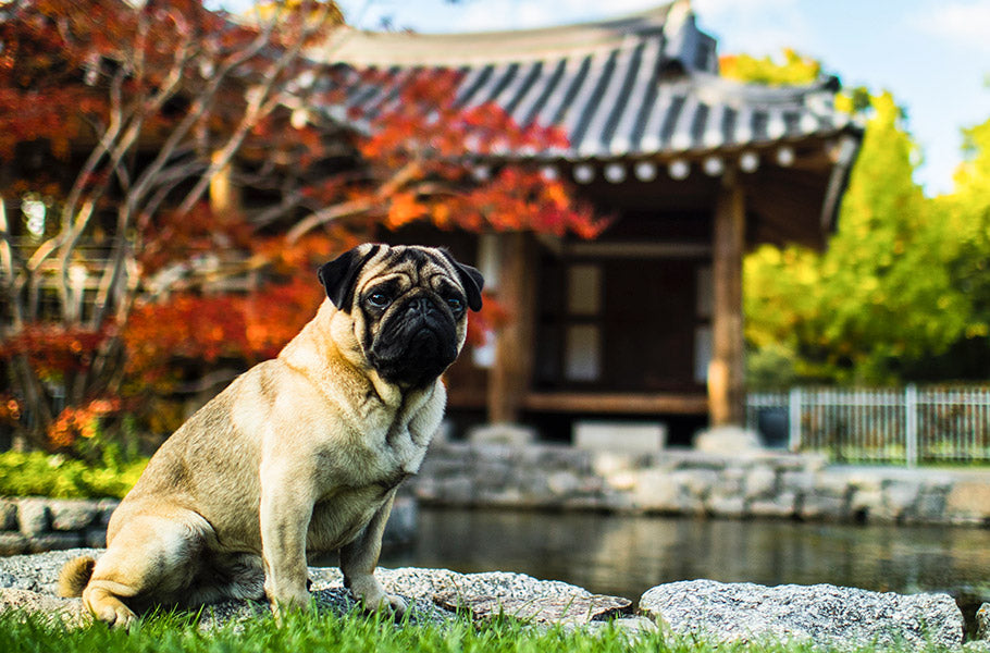 Exploring Dog-Friendly Vacation Destinations: Traveling with Your Pooch