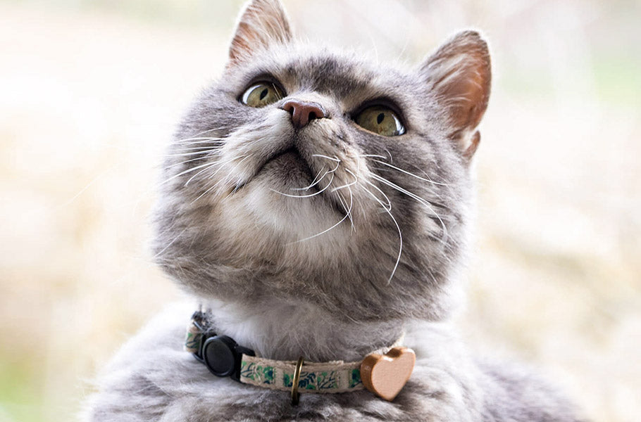 Feline Communication: Decoding Your Cat's Vocal and Body Language Cues