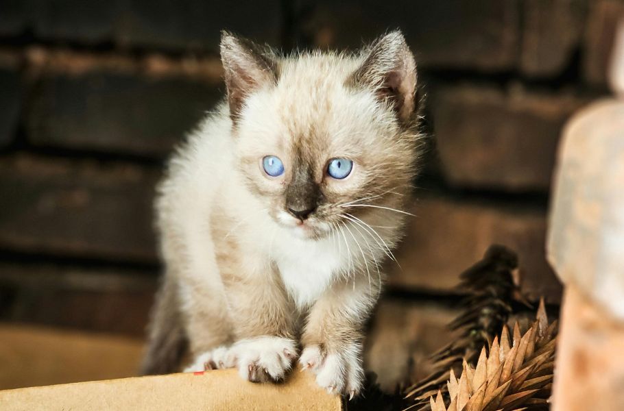 Feline Social Media Stars: How to Create a Cat Instagram That Actually Grows