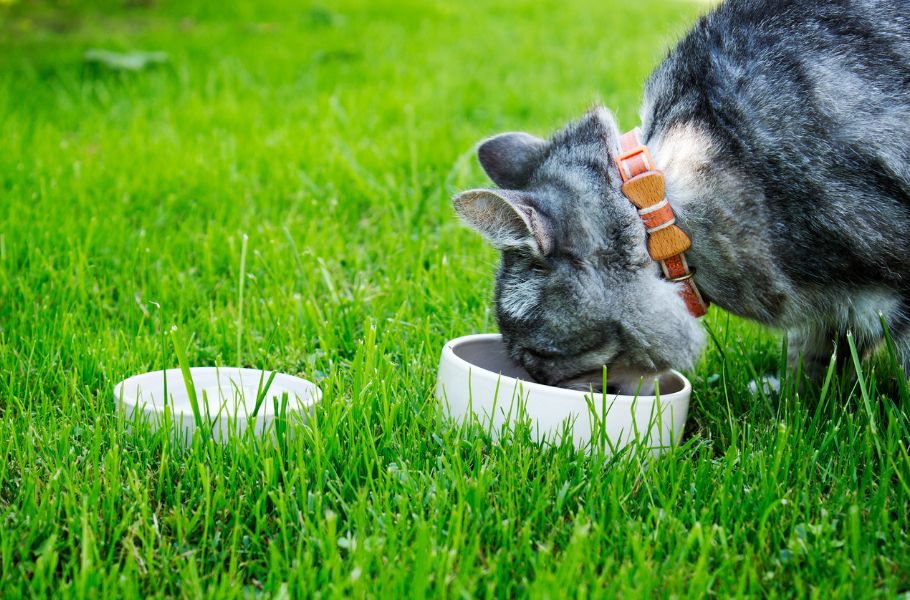 From the Inside Out: Recipes for Homemade Cat Treats with Vet-Approved Nutrition