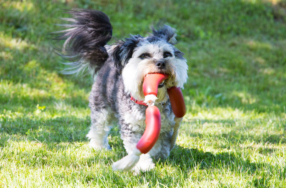 Hidden meanings behind common dog behaviors that everyone should know