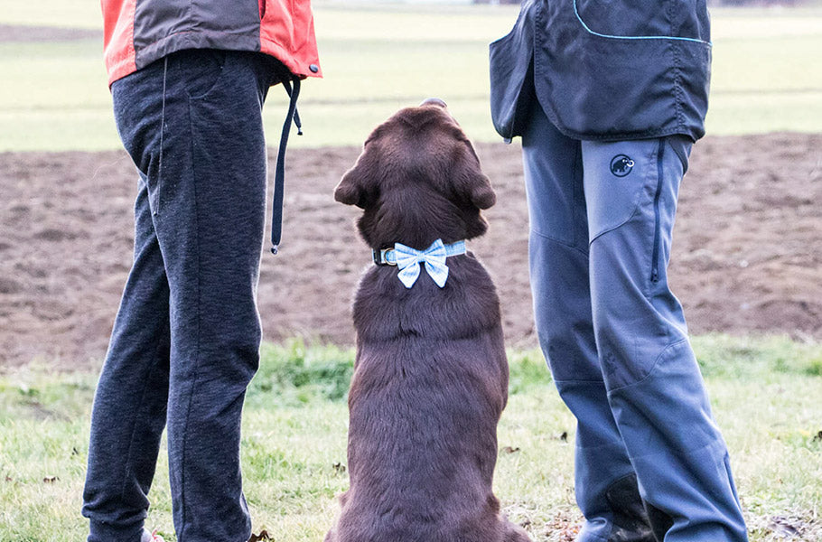 How to Build a Strong Recall With Your Puppy - Featured Image