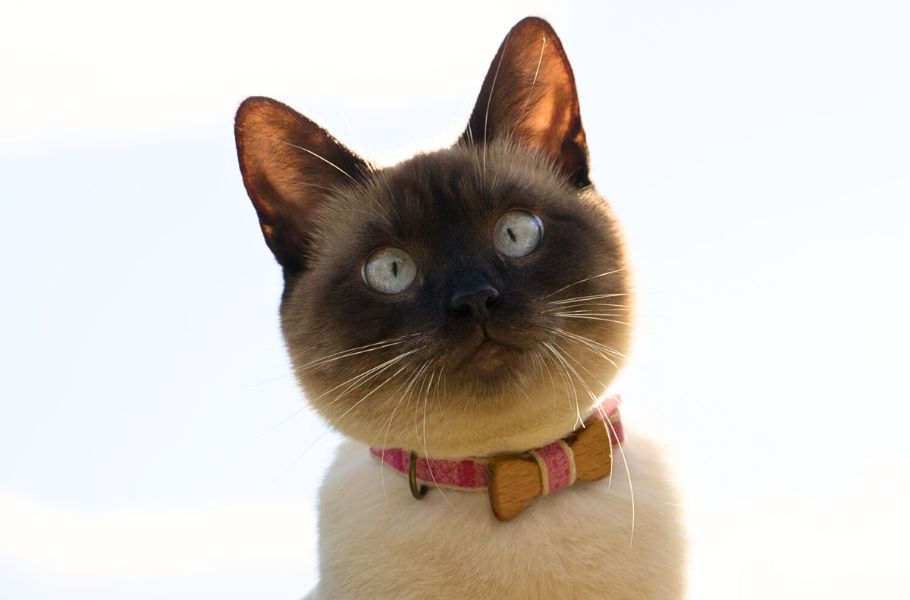 How to Photograph Your Cat Like a Pro: Tips for Capturing Purrfect Pictures