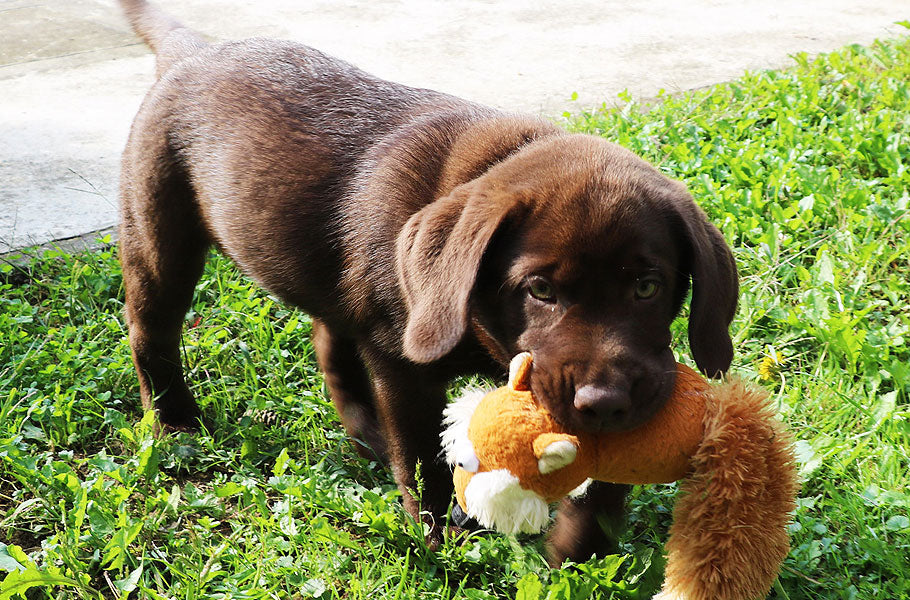 How to stop your dog from barking? 5 ways to take action now